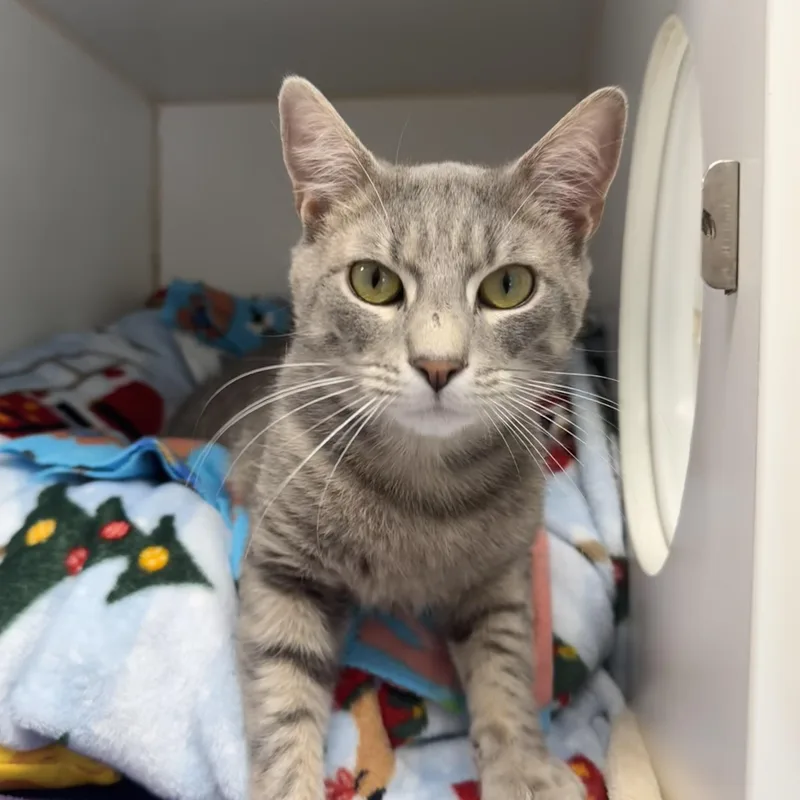 An adult large-sized male Gray & White Domestic Short Hair cat named Theo for adoption in Reisterstown, MD