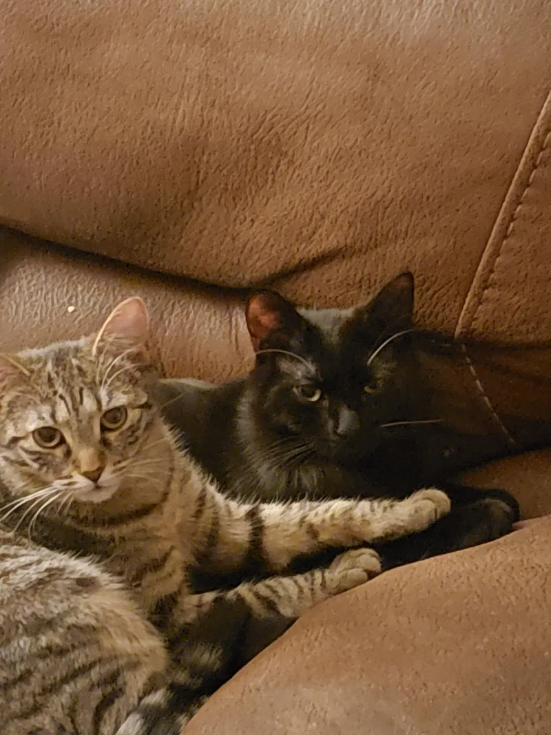 A young medium-sized male Tabby (Gray / Blue / Silver) American Shorthair cat named Samson Ad Jenny for adoption in Springfield, MA