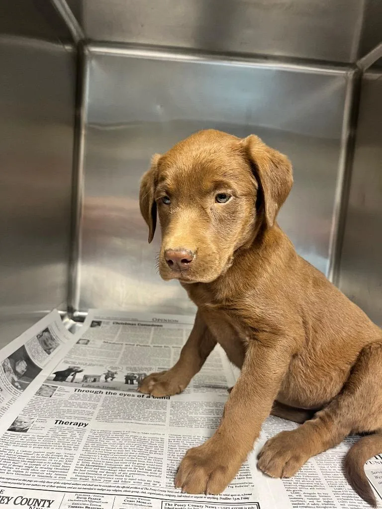 A baby medium-sized female Chocolate Labrador Retriever dog named Lavender for adoption in Hopkinsville, KY