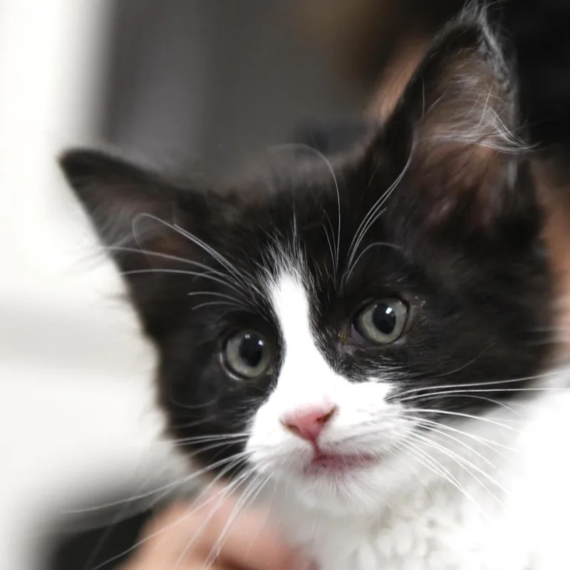 A baby small-sized female Black Domestic Medium Hair cat named Tully for adoption in Redwood City, CA