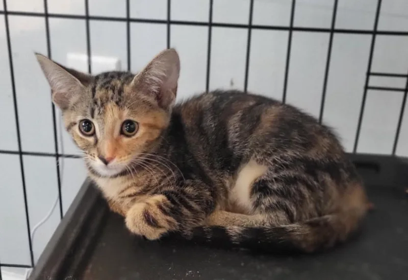 A baby medium-sized female Domestic Short Hair cat named Mocha for adoption in Bloomington, IN
