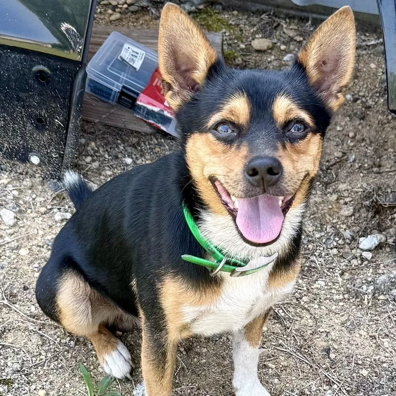 A young small-sized male Mixed Breed dog named Jabarkis for adoption in Bennettsville, SC