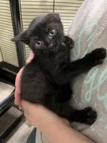 A young small-sized female Black Domestic Short Hair cat named Brunhilda for adoption in Cashiers, NC