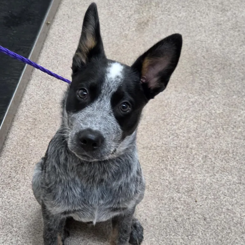 A baby small-sized male Gray / Blue / Silver Australian Cattle Dog / Blue Heeler dog named Frisco for adoption in Ardmore, OK