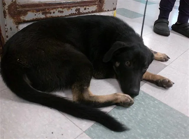 A young small-sized male German Shepherd Dog dog named A for adoption in Oklahoma City, OK