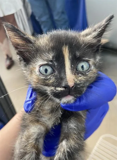 A baby medium-sized female Domestic Short Hair cat named Christina Yang for adoption in Dallas, TX