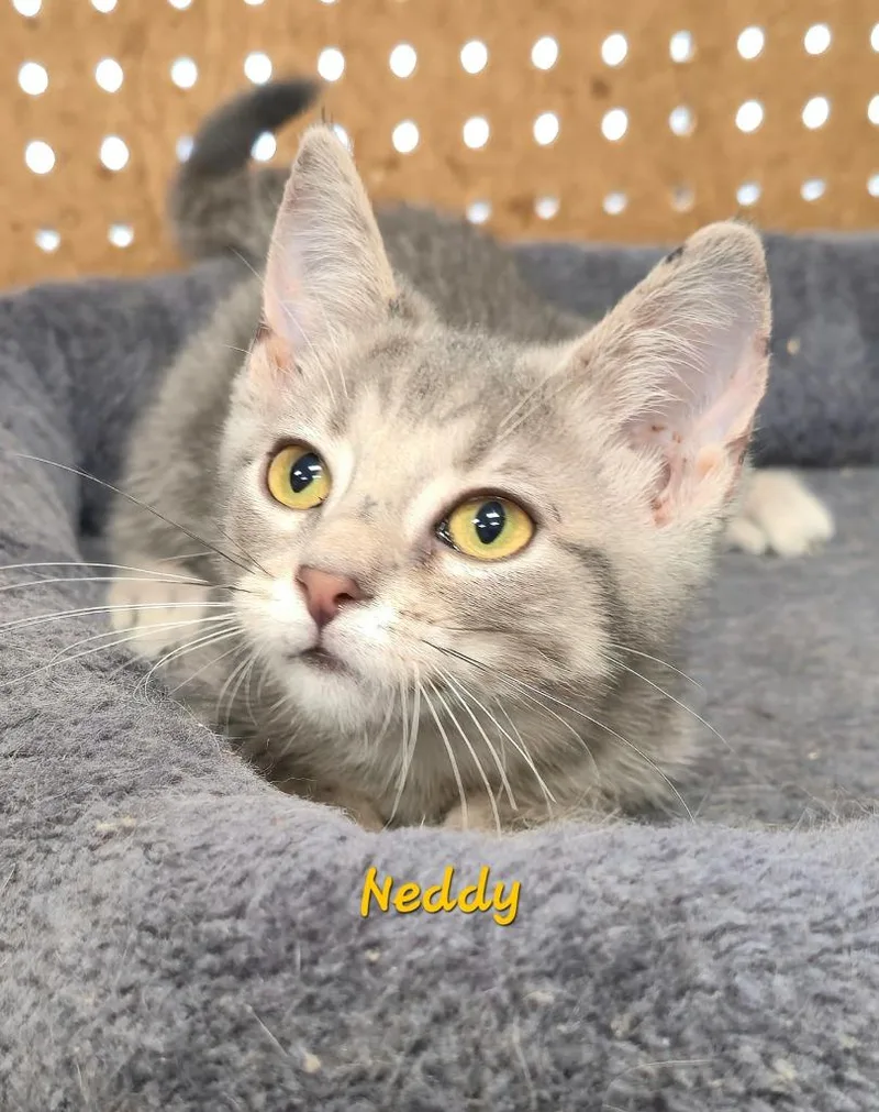 A baby medium-sized female Domestic Short Hair cat named Neddy for adoption in Cedar Rapids, IA