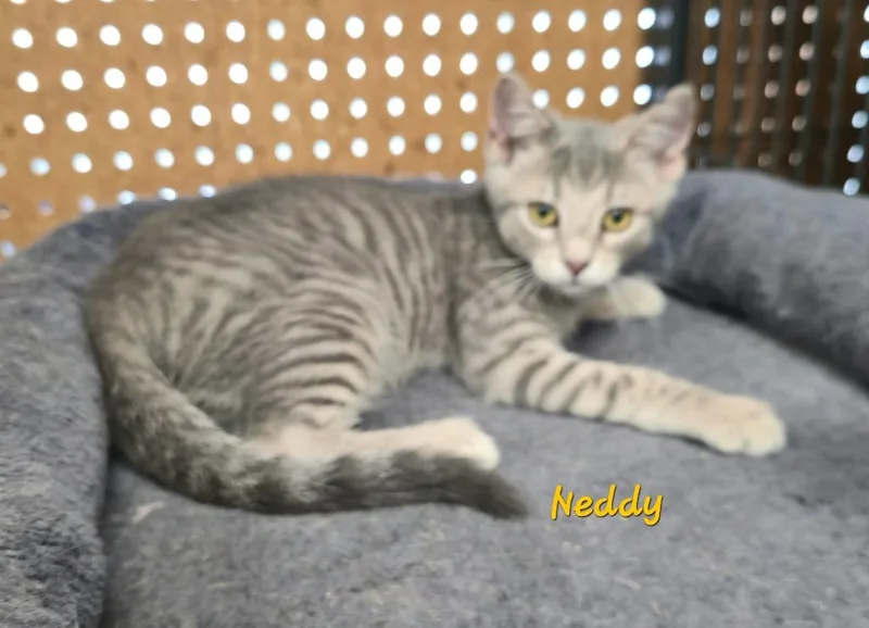 Neddy thumbnail 2