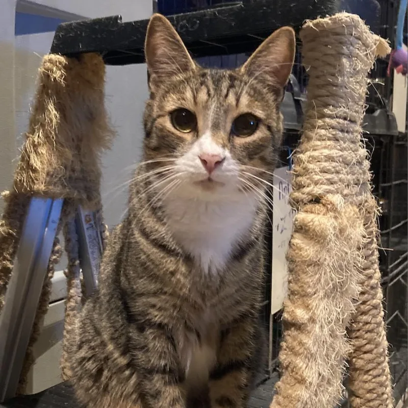 An adult medium-sized male Domestic Short Hair cat named Audi for adoption in Davie, FL