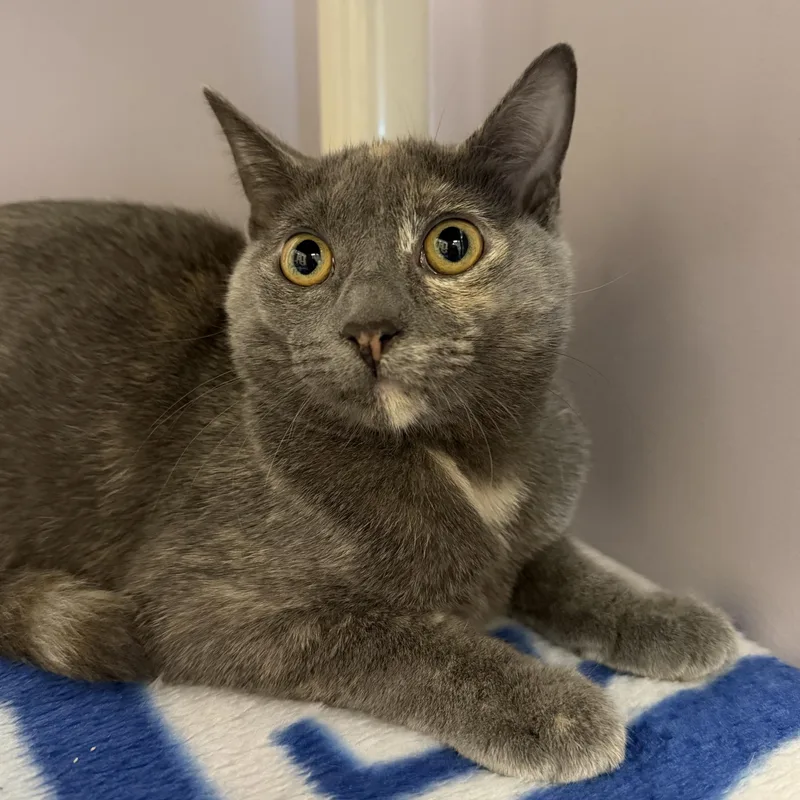 A baby medium-sized female Dilute Tortoiseshell cat named Chanel for adoption in Cooperstown, NY