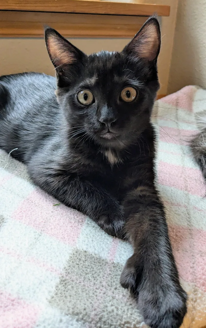 A baby medium-sized female Black Extra-Toes Cat / Hemingway Polydactyl cat named Pinot Noir for adoption in Springfield, OR