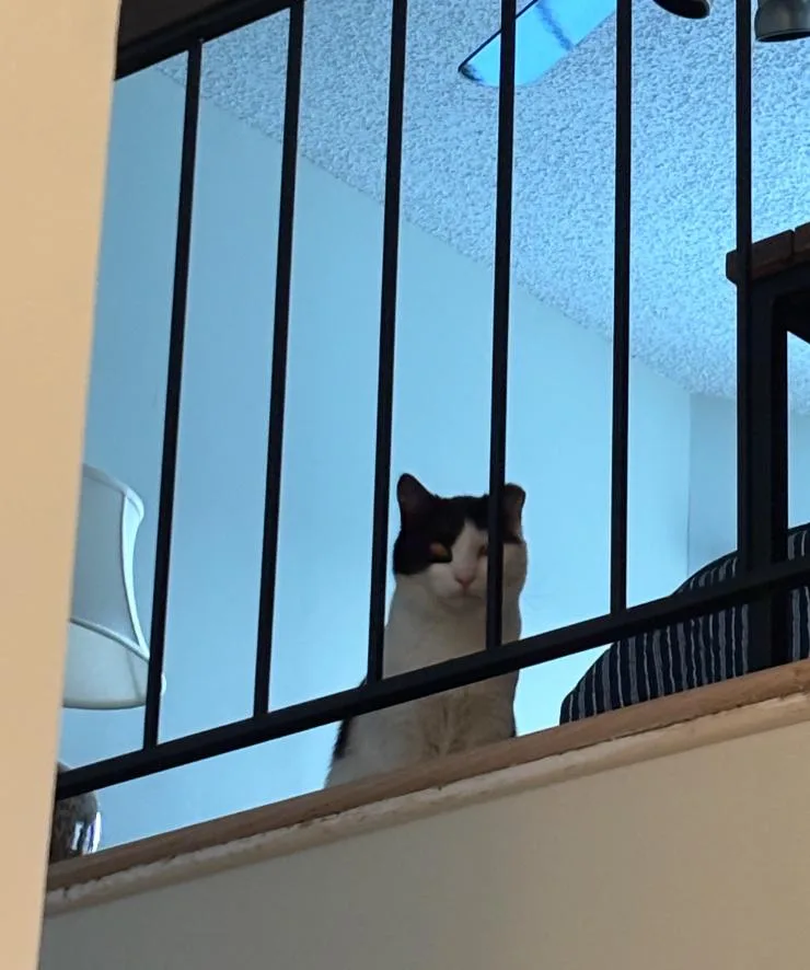 Finnegan thumbnail 2