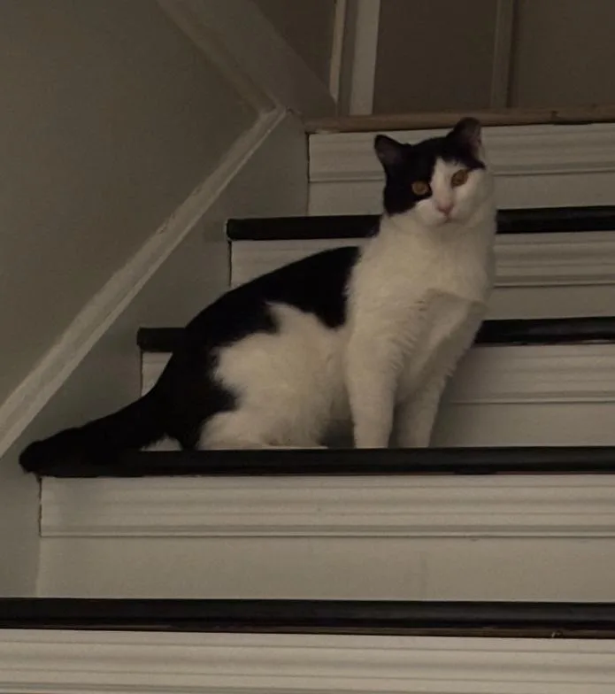 Finnegan thumbnail 3