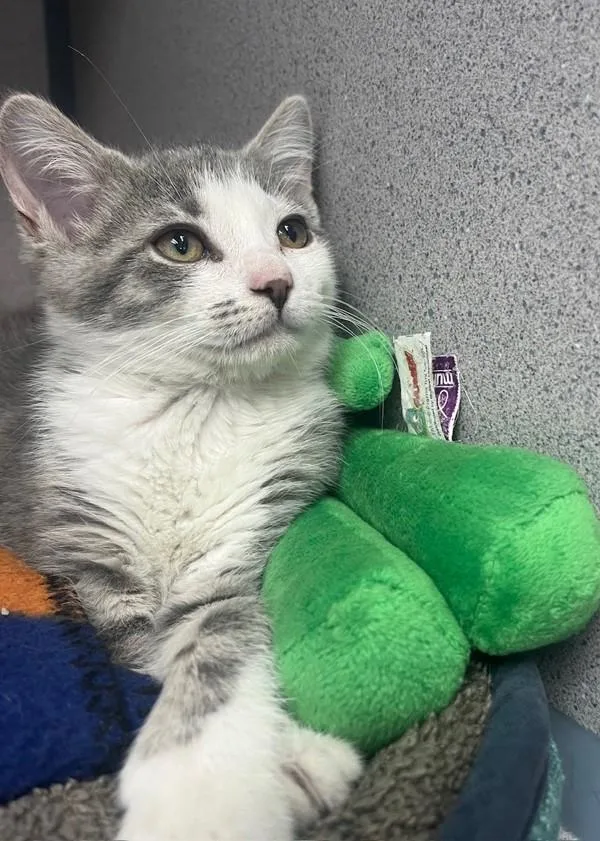 A baby small-sized female Domestic Short Hair cat named Theron for adoption in Skillman, NJ