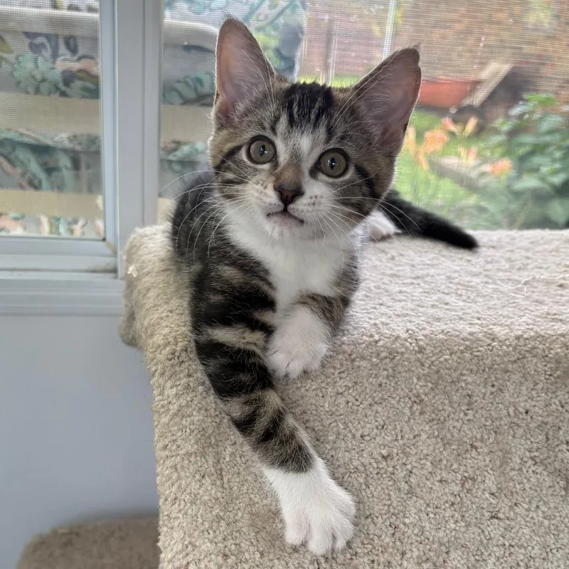 Nora