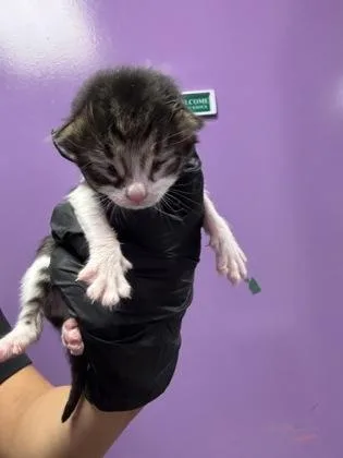 A baby medium-sized male Black Domestic Short Hair cat named 61468438 for adoption in El Paso, TX