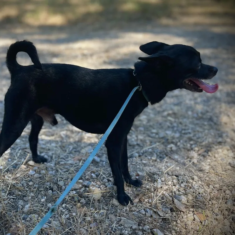 An adult small-sized male Chihuahua dog named Mateo for adoption in San Andreas, CA
