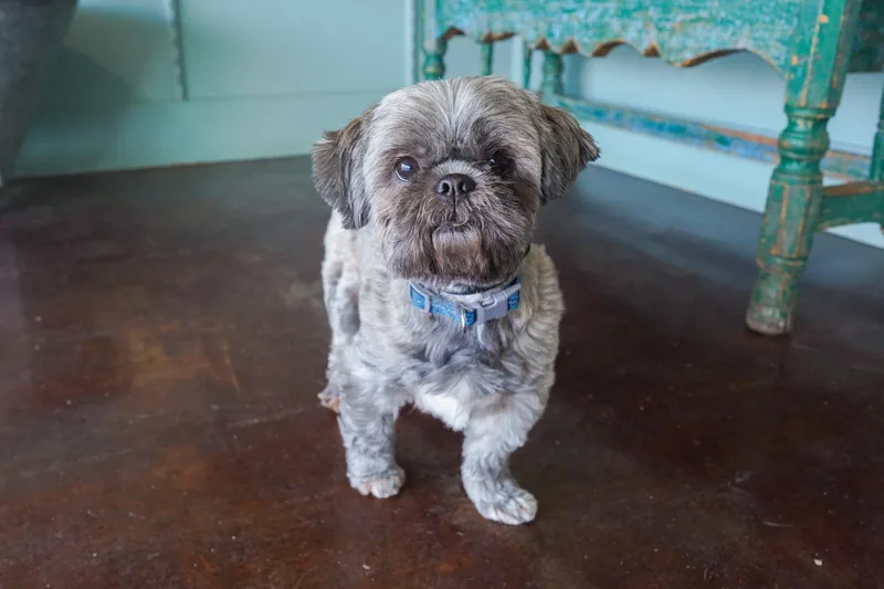 An adult small-sized male Gray / Blue / Silver Shih Tzu dog named Titan for adoption in San Antonio, TX