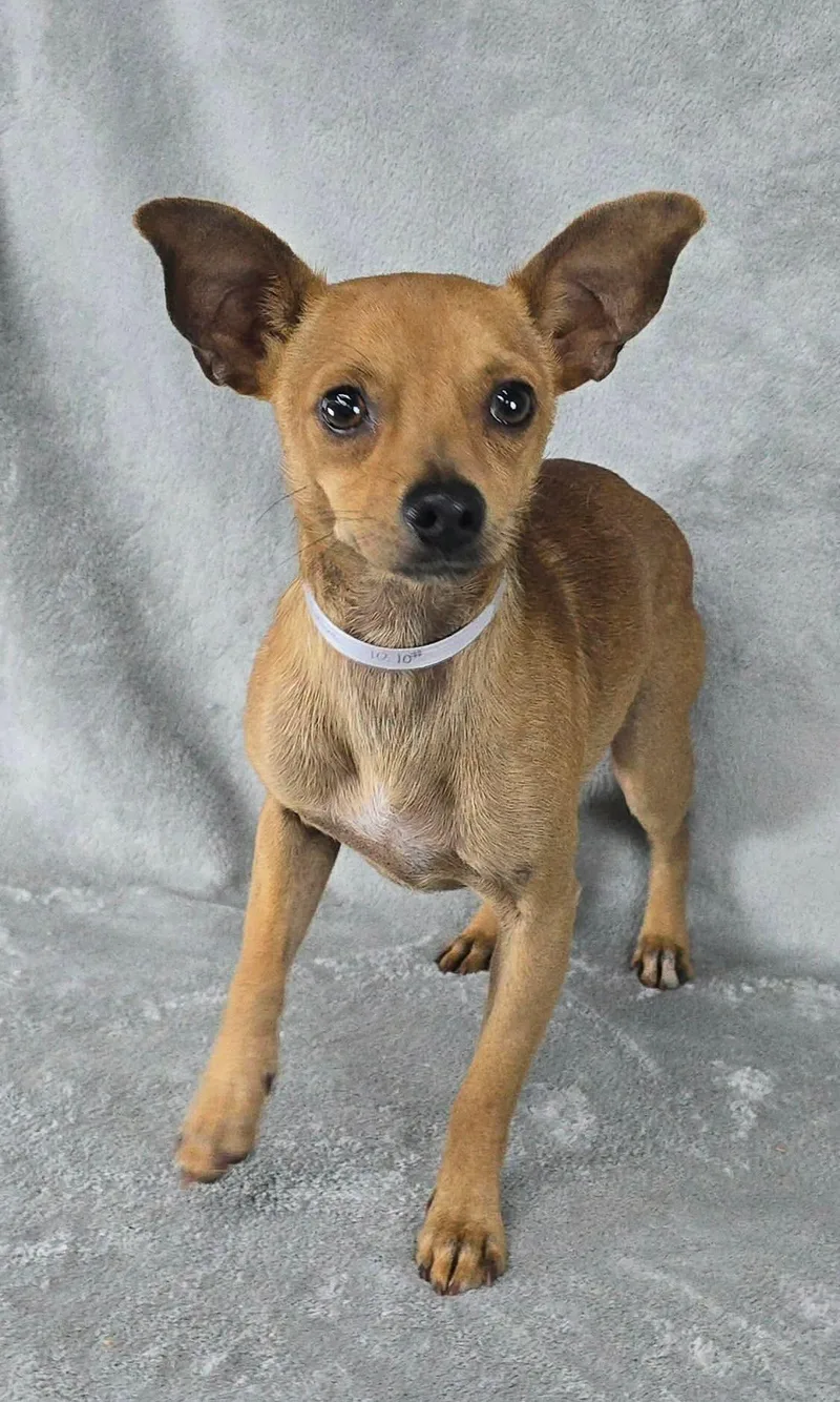 A young small-sized male Golden Chihuahua dog named Chive for adoption in New York, NY
