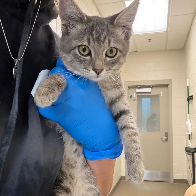 A baby small-sized male Gray / Blue / Silver Domestic Short Hair cat named Pumbaa for adoption in Council Bluffs, IA