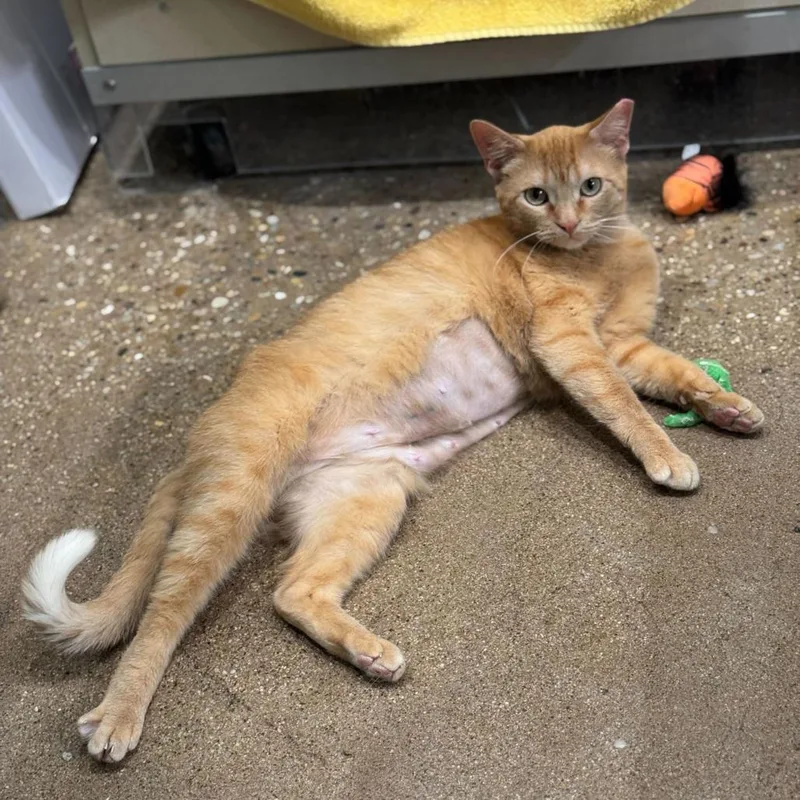 An adult large-sized female Orange / Red Domestic Short Hair cat named Vera for adoption in Skokie, IL