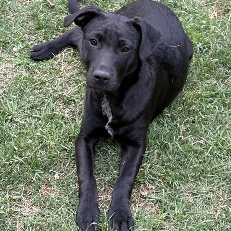 A young large-sized female Black Labrador Retriever dog named Cherry for adoption in Pottsboro, TX
