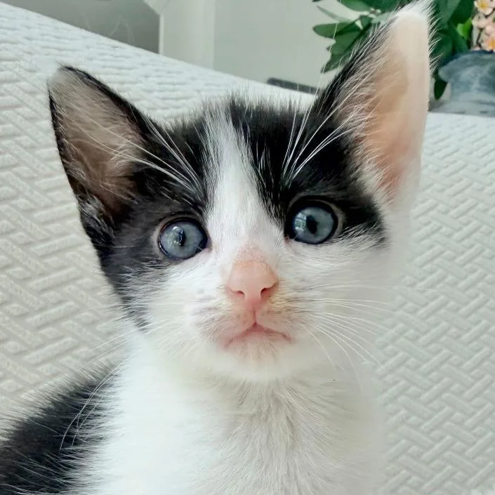 A baby small-sized female Black Domestic Short Hair cat named Jigglypuff for adoption in Chapel Hill, NC