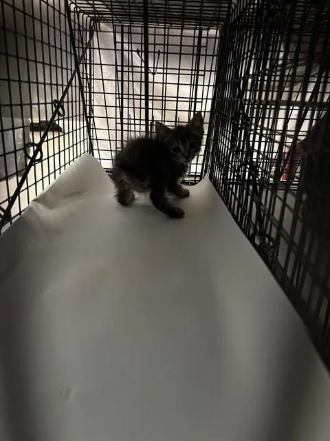 A baby small-sized female Domestic Short Hair cat named Sulki for adoption in Miami, FL