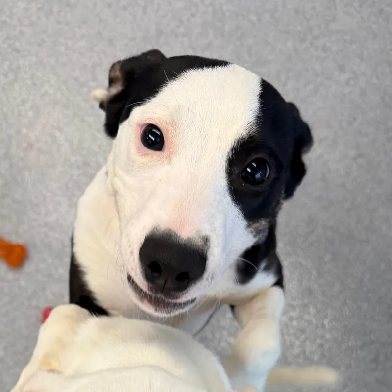 A baby large-sized male Black Pit Bull Terrier dog named Ross for adoption in Martinsville, VA