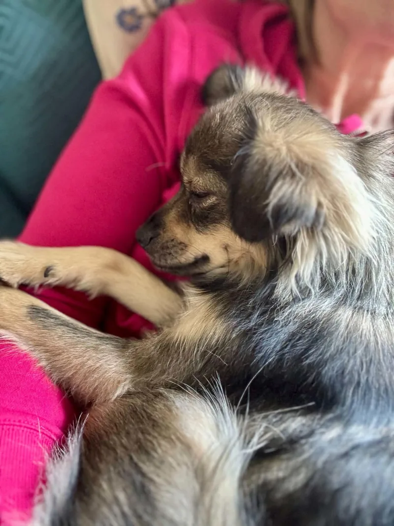 A young small-sized female Gray / Blue / Silver Pomeranian dog named Winky for adoption in Covington, WA