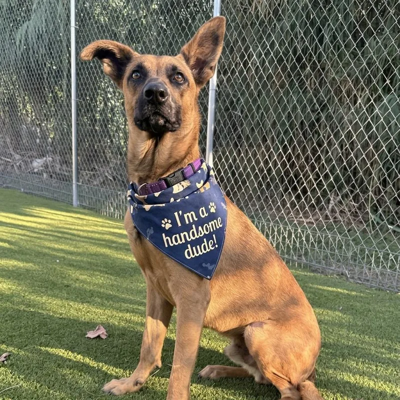 An adult medium-sized male Bicolor German Shepherd Dog dog named Rammy for adoption in Houston, TX