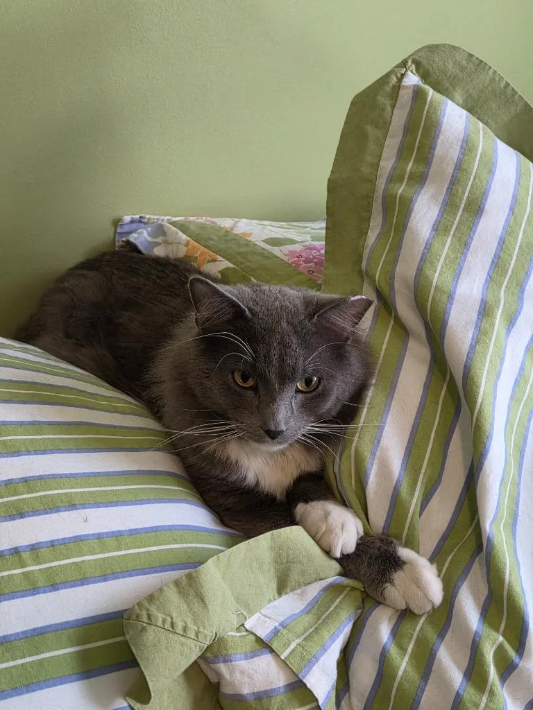 A young medium-sized female Domestic Long Hair cat named Hazel  Cinder for adoption in Minneapolis, MN