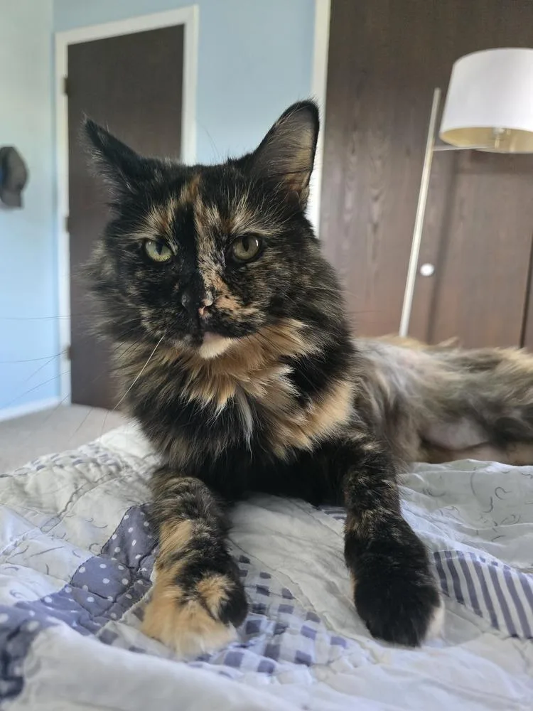 A senior large-sized female Domestic Short Hair cat named Fancy for adoption in Lansing, MI