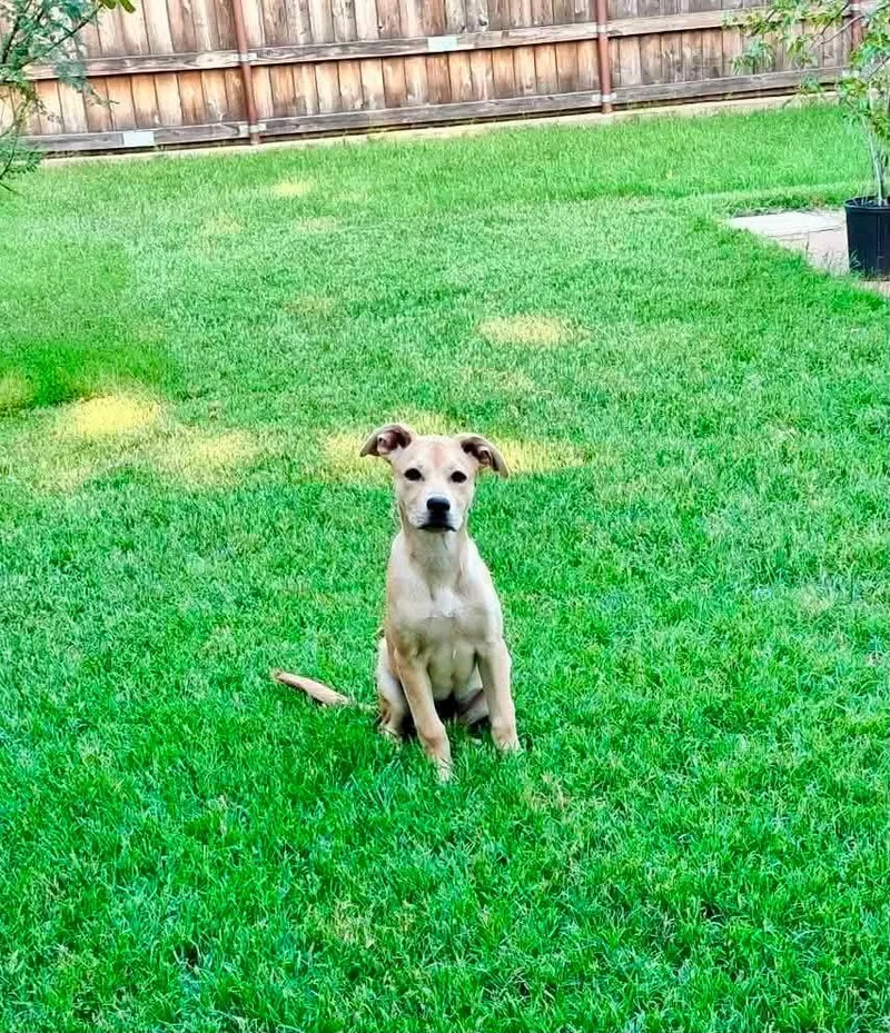 A young medium-sized female Labrador Retriever dog named Angel for adoption in Wichita Falls, TX