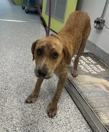 A young medium-sized female Hound dog named Scoobena for adoption in Daytona Beach, FL