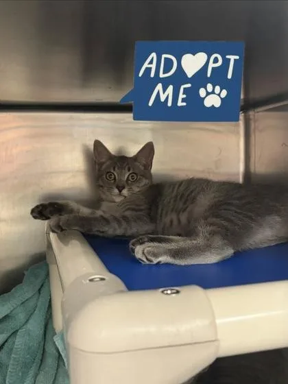A young small-sized female Domestic Short Hair cat named Switch for adoption in Lowell, MA