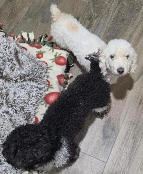 A young small-sized male Tricolor (Brown, Black, & White) Standard Poodle dog named Huck for adoption in Dallas, TX