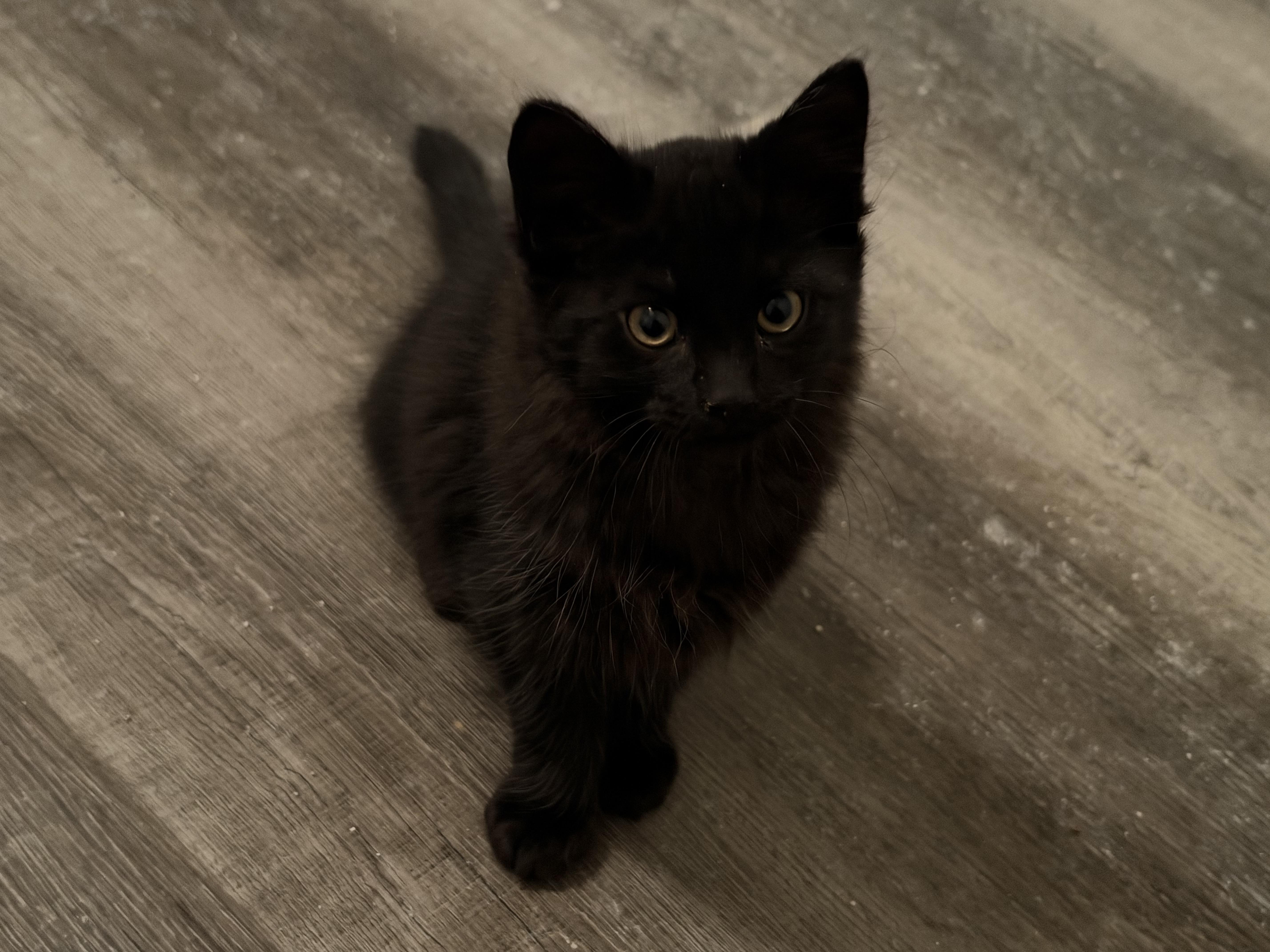 A baby small-sized male Domestic Medium Hair cat named Cayenne for adoption in Cleveland, TX