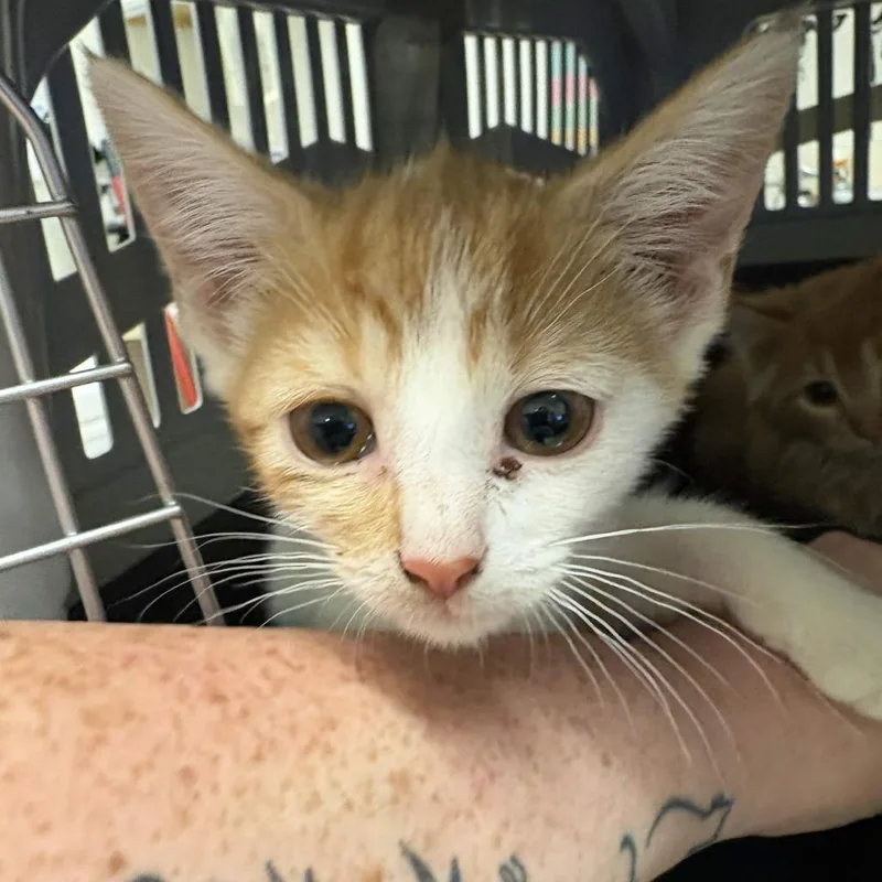 A baby small-sized female Orange / Red Domestic Long Hair cat named Popcorn for adoption in Gloucester, VA