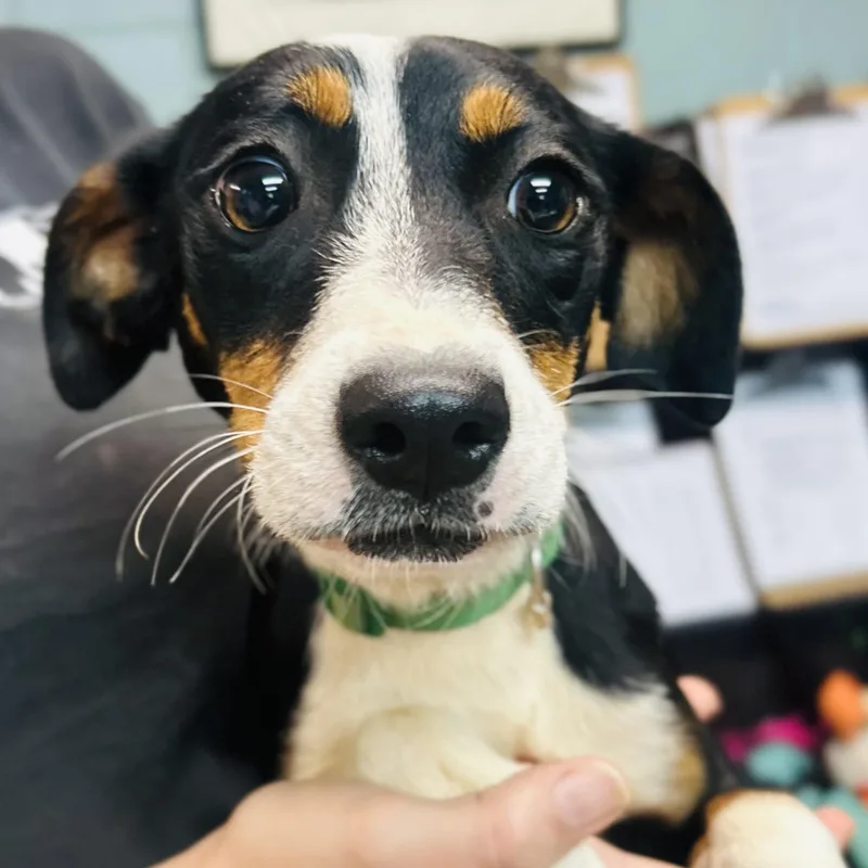 A baby medium-sized male Tricolor (Brown, Black, & White) Australian Shepherd dog named Bitters for adoption in Cedarburg, WI