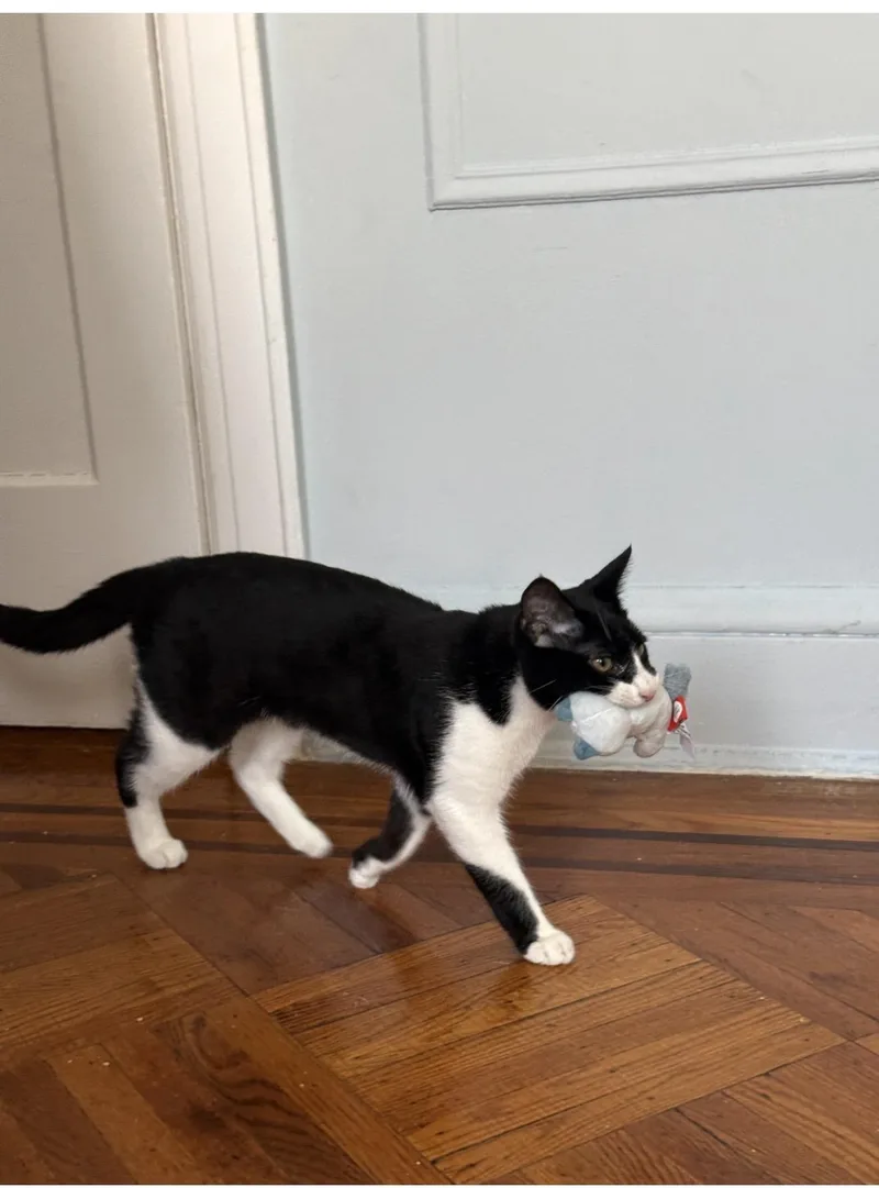 Thomas And Tsylya thumbnail 2