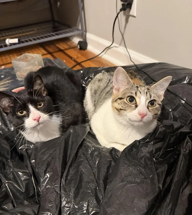 Thomas And Tsylya thumbnail 3