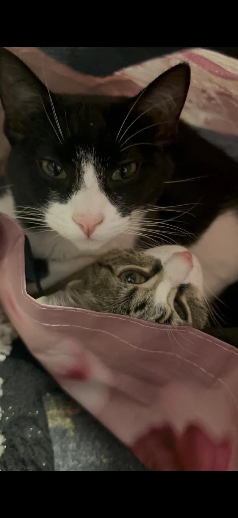 Thomas And Tsylya thumbnail 4