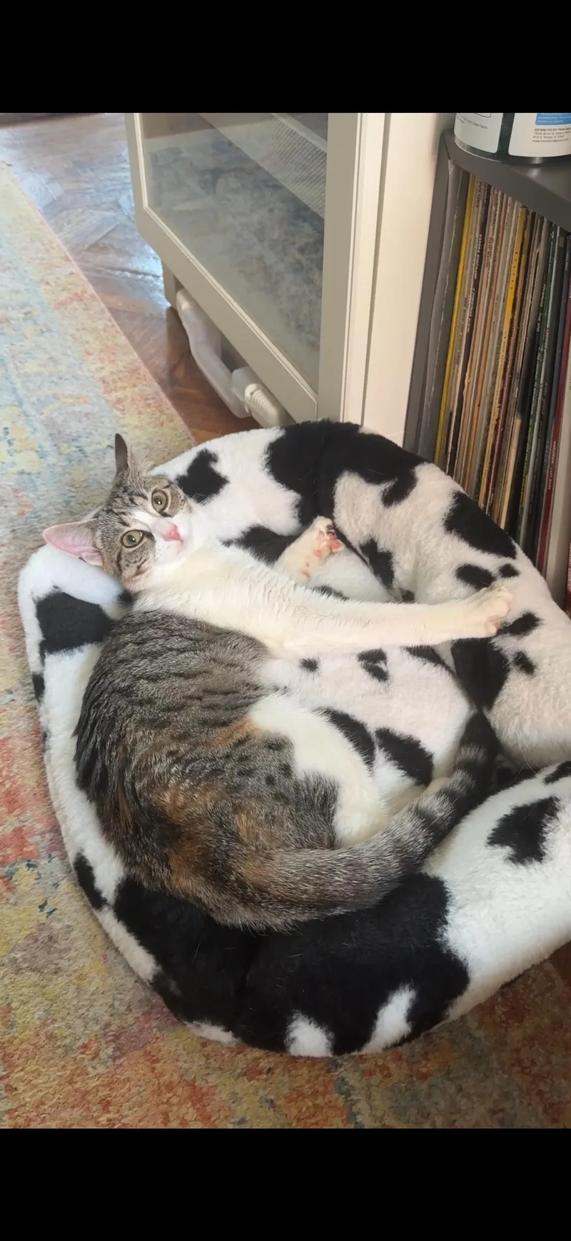 Thomas And Tsylya thumbnail 5