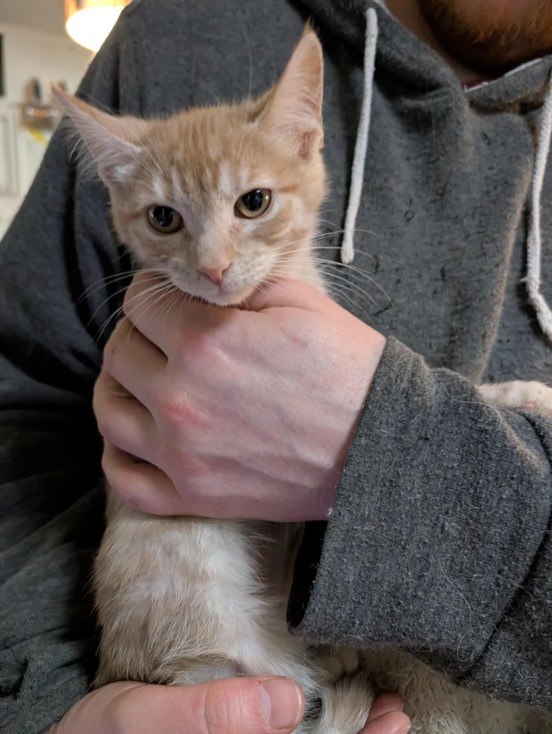 A baby small-sized female Domestic Short Hair cat named Rocky Road for adoption in Cleburne, TX