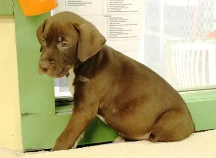 A baby large-sized male Labrador Retriever dog named Barkula for adoption in Picayune, MS