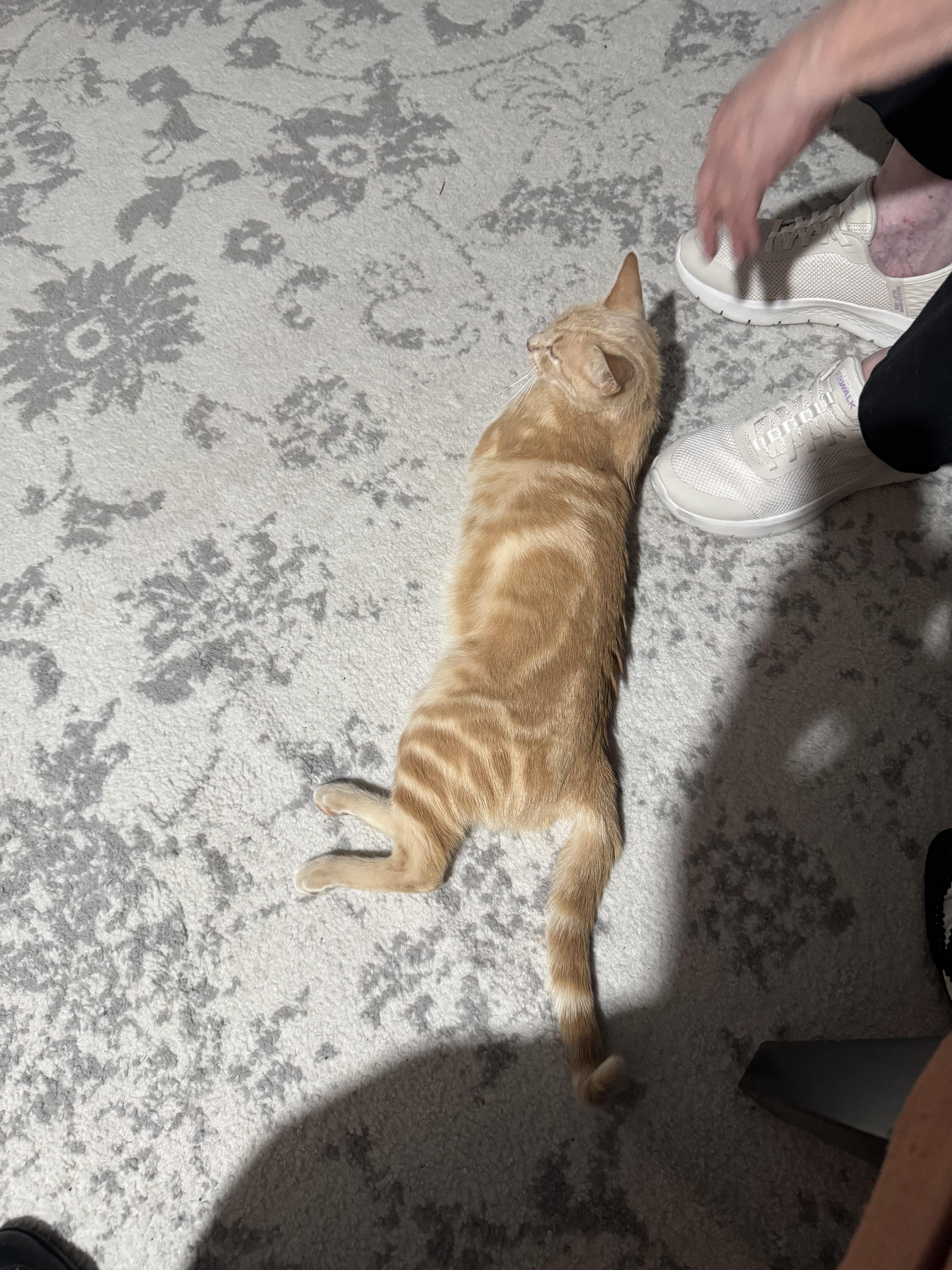 A young medium-sized female Tabby (Orange / Red) Domestic Short Hair cat named Peach for adoption in Houston, TX
