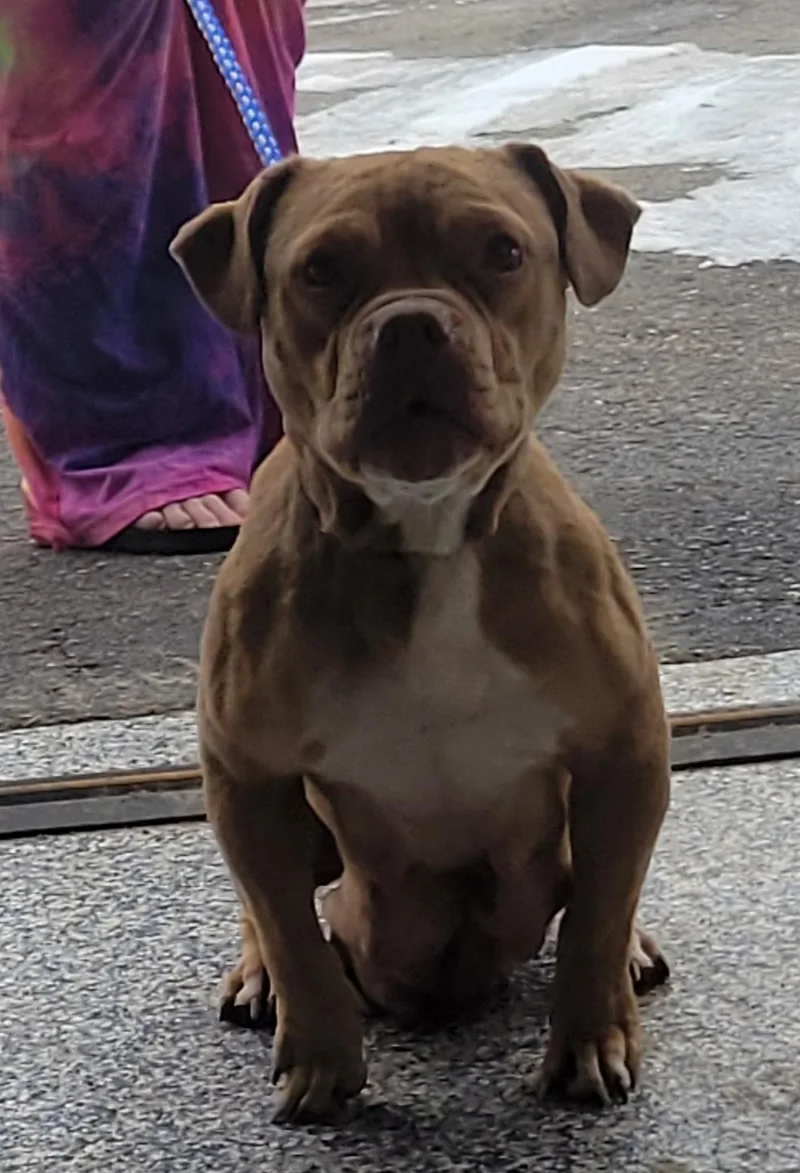 Cinnamon thumbnail 4