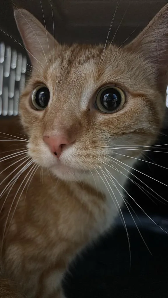 A young medium-sized male Domestic Short Hair cat named Citrus for adoption in New Braunfels, TX