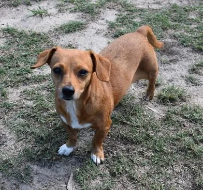 An adult medium-sized female Red / Chestnut / Orange Dachshund dog named Rose Marie for adoption in Inverness, FL